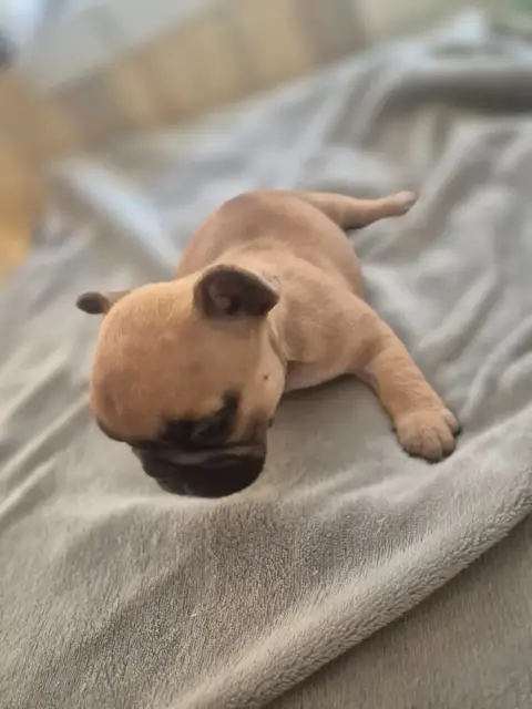 Bouledogue Français  Chiot 3 Le Domaine D'Oscar photo 2
