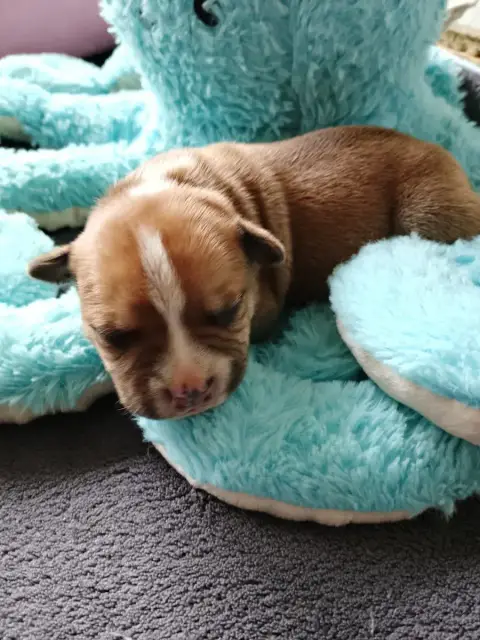 Staffordshire Bull Terrier  Chiot N°4 The World Of An 04708