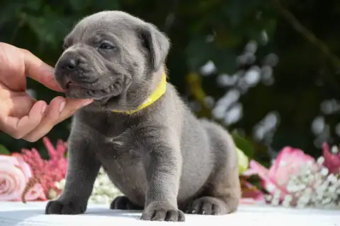 Cane Corso 
                        Collier Jaune I H bca43 photo 2