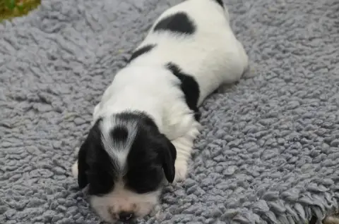 Cocker Spaniel Anglais  Chiot N°2 Bleu Rouan De La Fo 6ded8