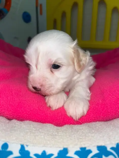 Coton De Tulear  Chiot N°2 De Jerrie Black photo 2