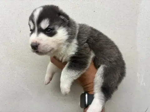 Siberian Husky photo 2
