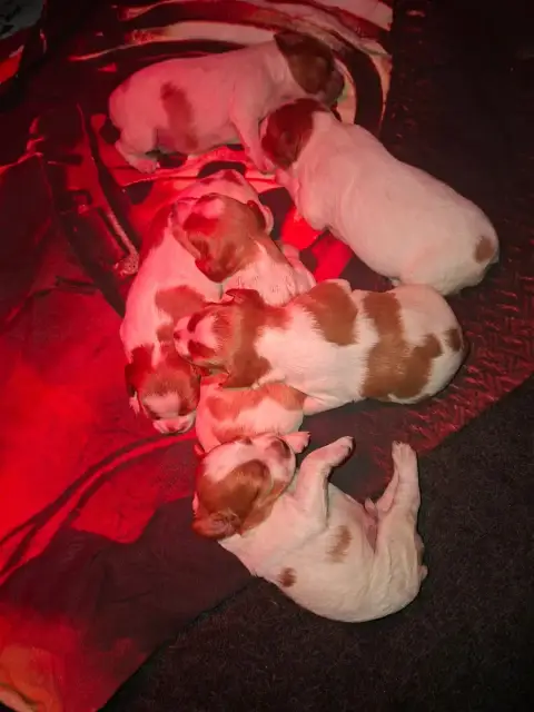 Epagneul Breton  Chiot N°1 Ô Flash Du Kerr Si