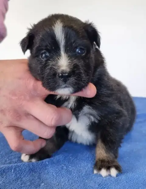 Berger Américain Miniature  Chiot N°2 Des Hirondelles c5de1 photo 3