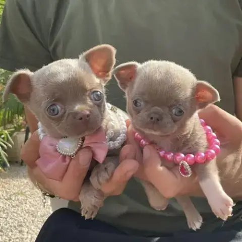Chihuahua Femelles Lavande