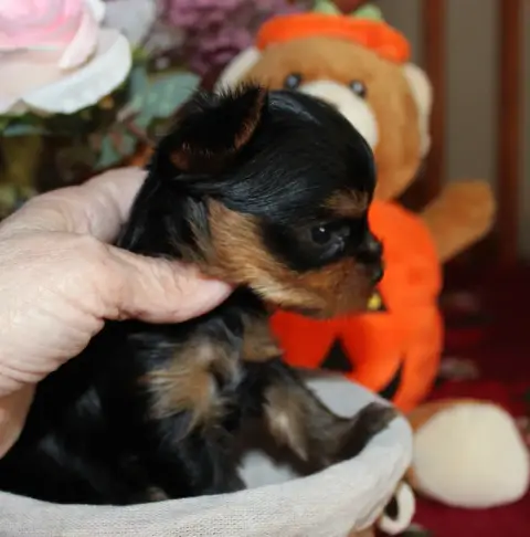 Yorkshire Terrier  Chiot N°3 De La Voie Des Péniches 78996