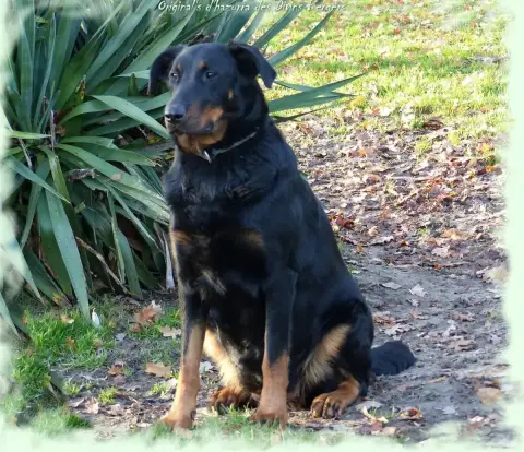 Berger De Beauce  Chiot 4 Du Royaume D'Elsa photo 3