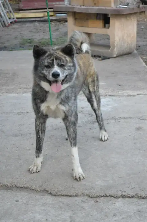 Akita  Chiot Collier Noir Of Imperial Kitsune photo 2