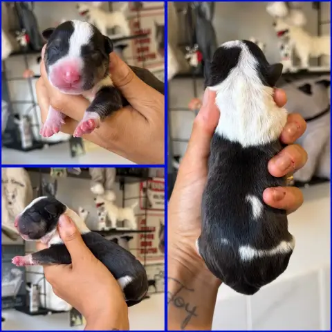 Bull Terrier Miniature