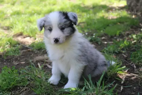 Border Collie  Bandit