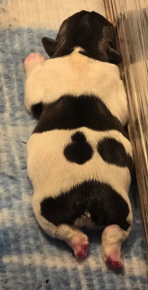 Bouledogue Français  Chiot N°1 De La Colline Du Coeur bc059