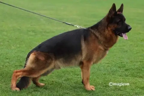 Berger Allemand  Chiot 4 Du Clos De La Chanson photo 2