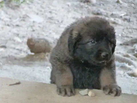 Leonberger  Boston De La Ligne Bleue