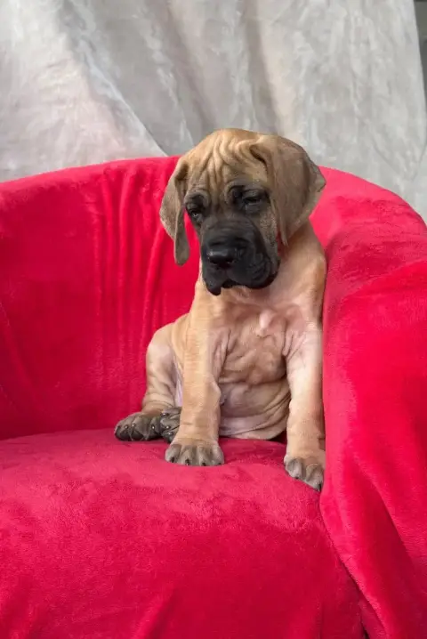 Dogue Allemand  Baldur Du Torrent Royal