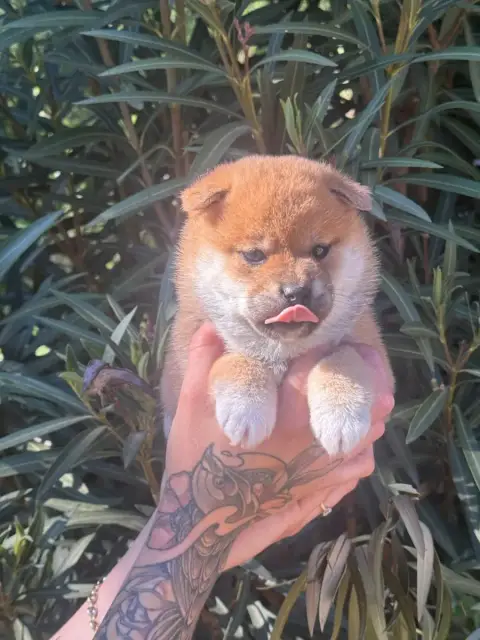 Shiba  Fauve Des Gardiens De Juri photo 2