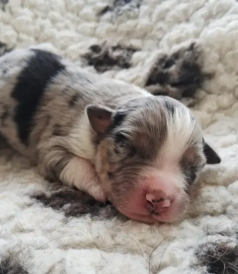 Berger Australien  Chiot 2 Des Regards Brulants