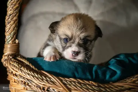 Welsh Corgi Pembroke  Chiot N°2 Du Mas De Canteperdri 56d22