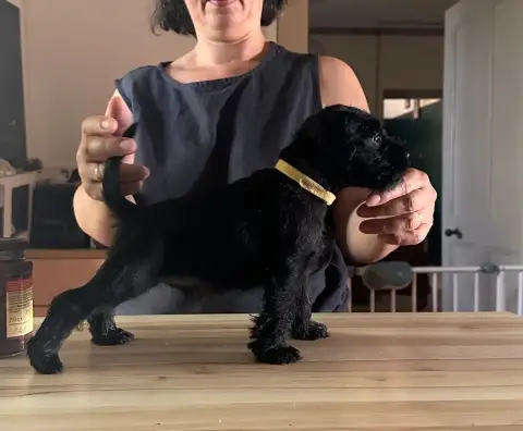 Schnauzer Miniature  Chiot 4 De Tierra Lemi
