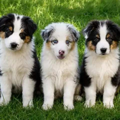 3 Chiots Bergers Australiens Lof Dispo