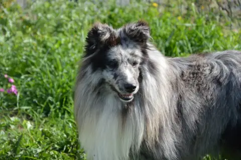 Shetland Sheepdog  Balto Blue Du Bois De Morchène photo 2