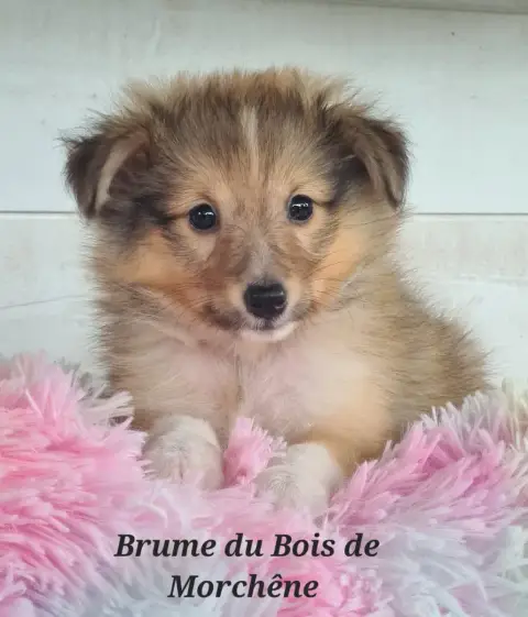 Shetland Sheepdog  Brume Du Bois De Morchène photo 3