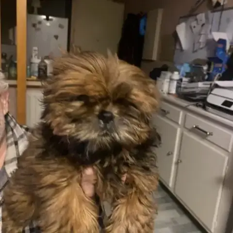 Magnifique Bébé Shih Tzu