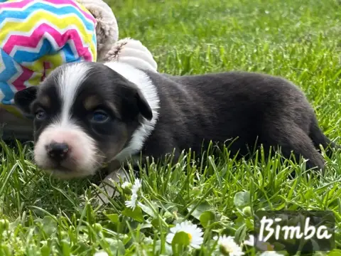 Berger Australien  Bimba De L'Amour De L'Arche De Noë 38230