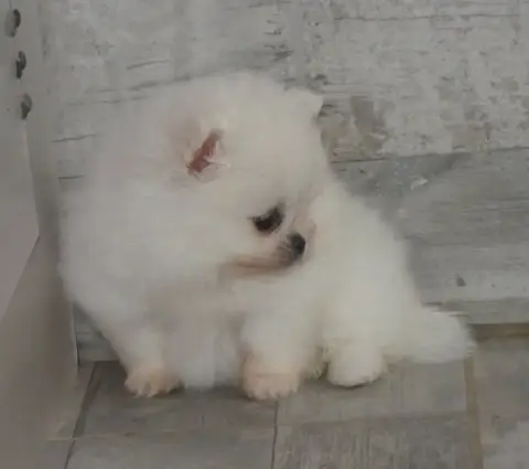 Spitz Allemand  Basil Des Ptits Dragons De Cupidon photo 2