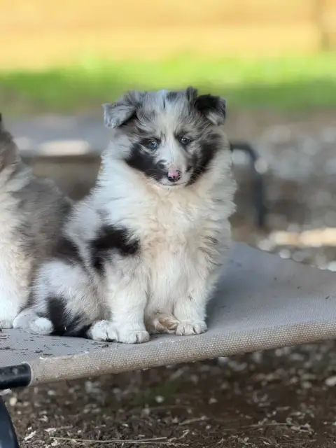 Shetland Sheepdog  Chiot N°1 Du Sapin Vert