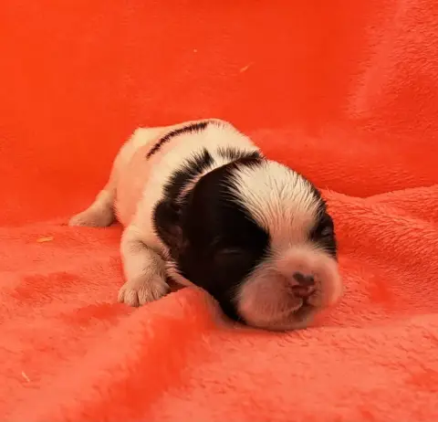 Shih Tzu  Barbie Of Mayajoe'S Dreams photo 2
