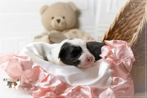 Berger Australien  Chiot N°5 Des Légendes De Maika photo 2