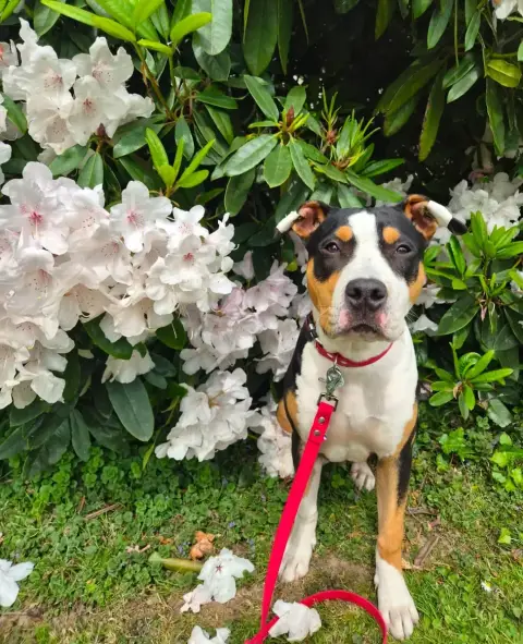 American Staffordshire Terrier  Atos Du Chemin Des Mo 3ffca photo 2