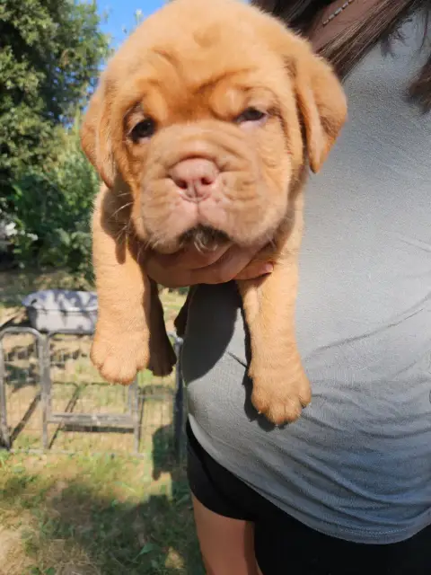 Adopter Dogue De Bordeaux 
                        Collier Ro c95f8