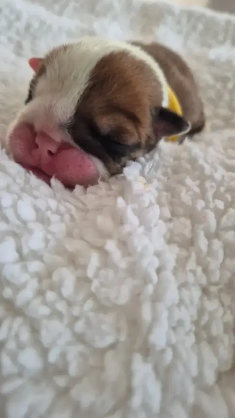 Bulldog Anglais  Banana Split D'Apadoka photo 3