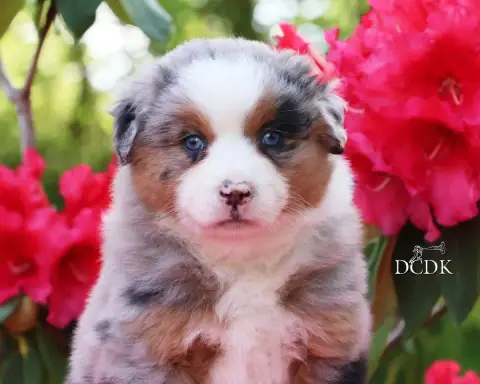 Berger Américain Miniature  Femelle Bleu Merle Queue  6699d