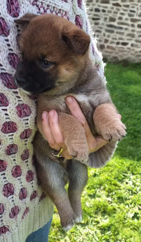 Shiba  Chiot N°6 Du Sceau- photo 3