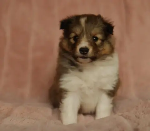 Shetland Sheepdog  Belladona De L'Or Des Fées photo 3