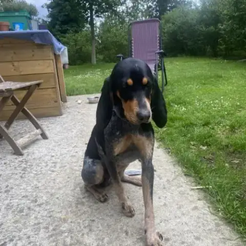 Chiot Chien Courant Suisse De