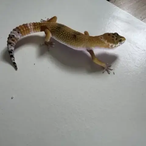 Gecko Léopard De