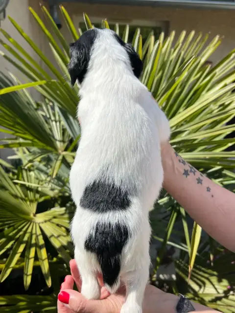 English Springer Spaniel  Chiot N°1 De Torlhak photo 2