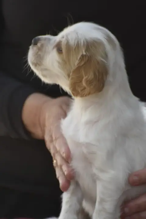 Setter Anglais  Bil Du Fief De La Garenne