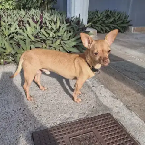 Coco Est Un Petit Chien Génial !
