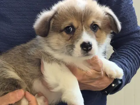 Welsh Corgi Pembroke  B... De Paline