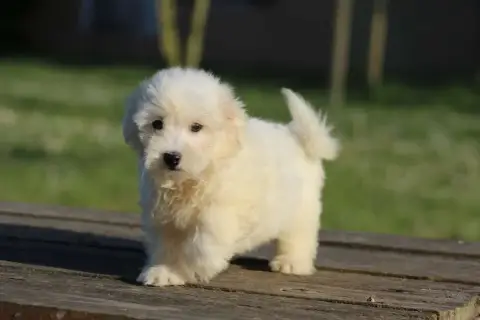 Coton De Tulear  Bart Le Bois De La Brousse