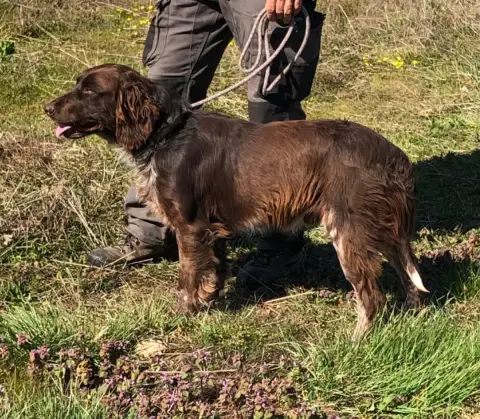 Chien D'Oysel Allemand  Vidocq Des Ronciers Pourpres 9ab72