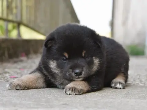 Shiba 
                        Mâle Noir Et Feu De La e93fb