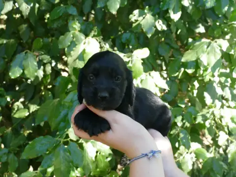 Cocker Spaniel Anglais photo 2