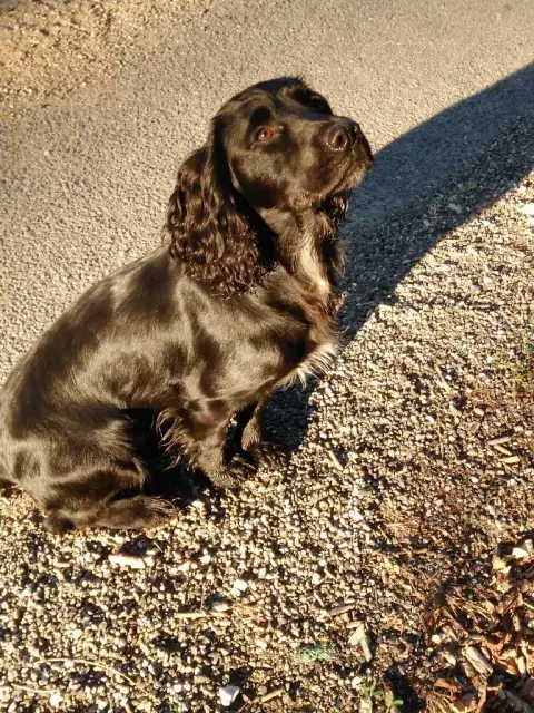 Cocker Spaniel Anglais  Chiot N°1 De L'Arc De Sedo