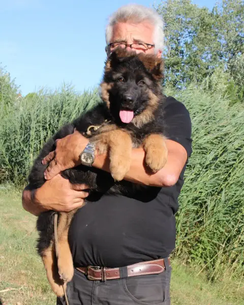 Berger Allemand Poil Long  Baïka De L'Hacienda Del Ma c508a photo 3