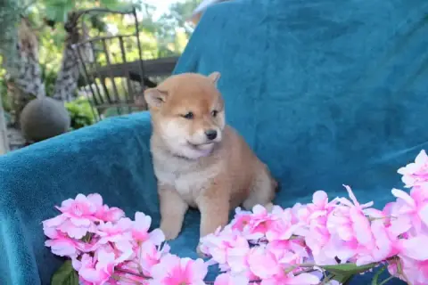Shiba  Collier Vieux Rose Des Terres De Légendes